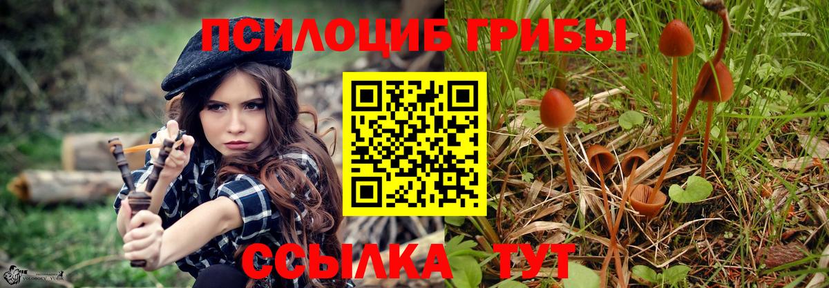 Псилоцибиновые грибы Psilocybe Урюпинск